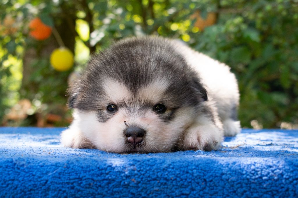 de laouen ki - Chiots malamutes, males et femelles à réserver