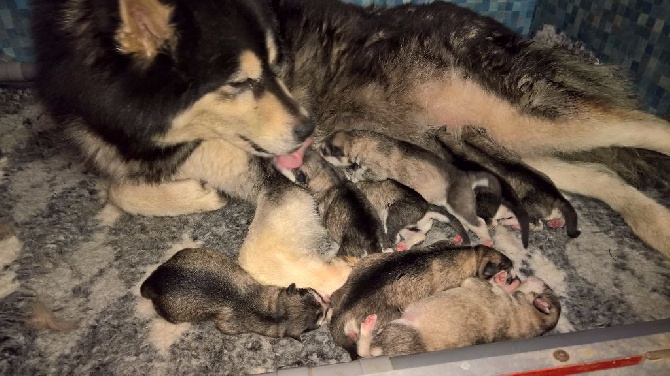 de laouen ki - Les bébés d'Izzy sont là