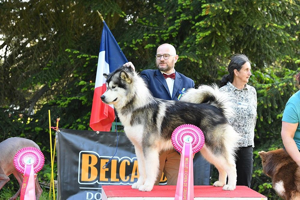 de laouen ki - Une lignée de Best In Show