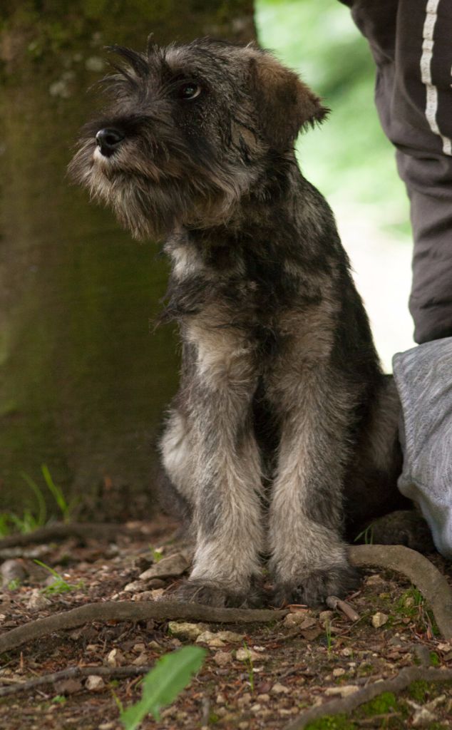 de laouen ki - Disponible bébé male 5 mois