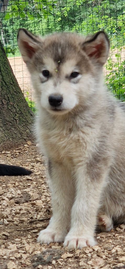 de laouen ki - Chiot à  réserver