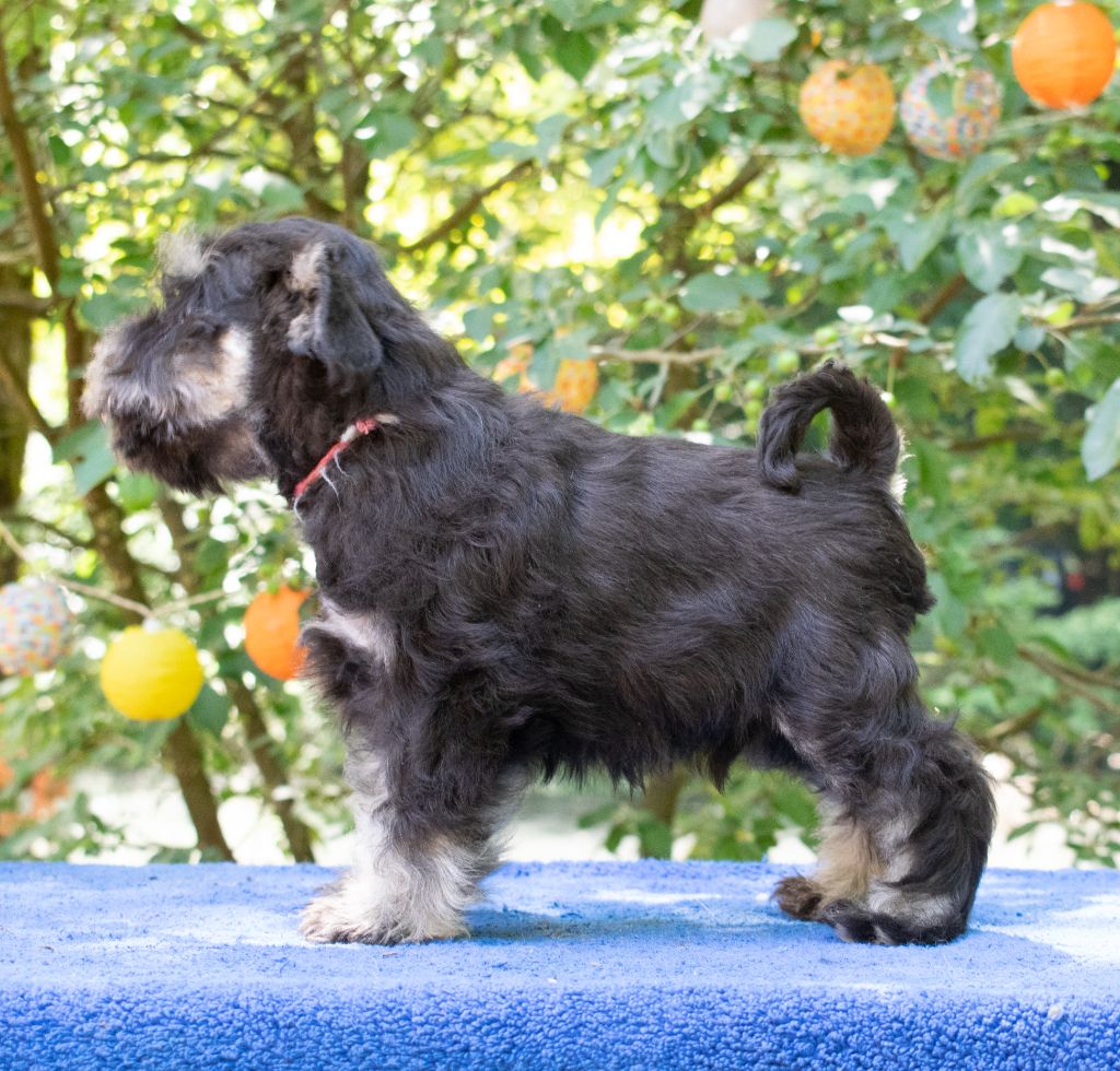 de laouen ki - Un petit male adorable attend toujours sa famille