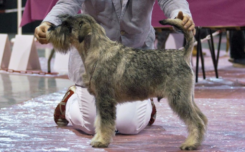 Lord laouenti de Vincours