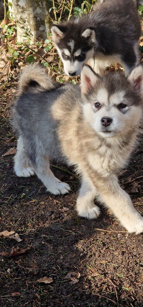 de laouen ki - Chiot disponible  - Alaskan Malamute