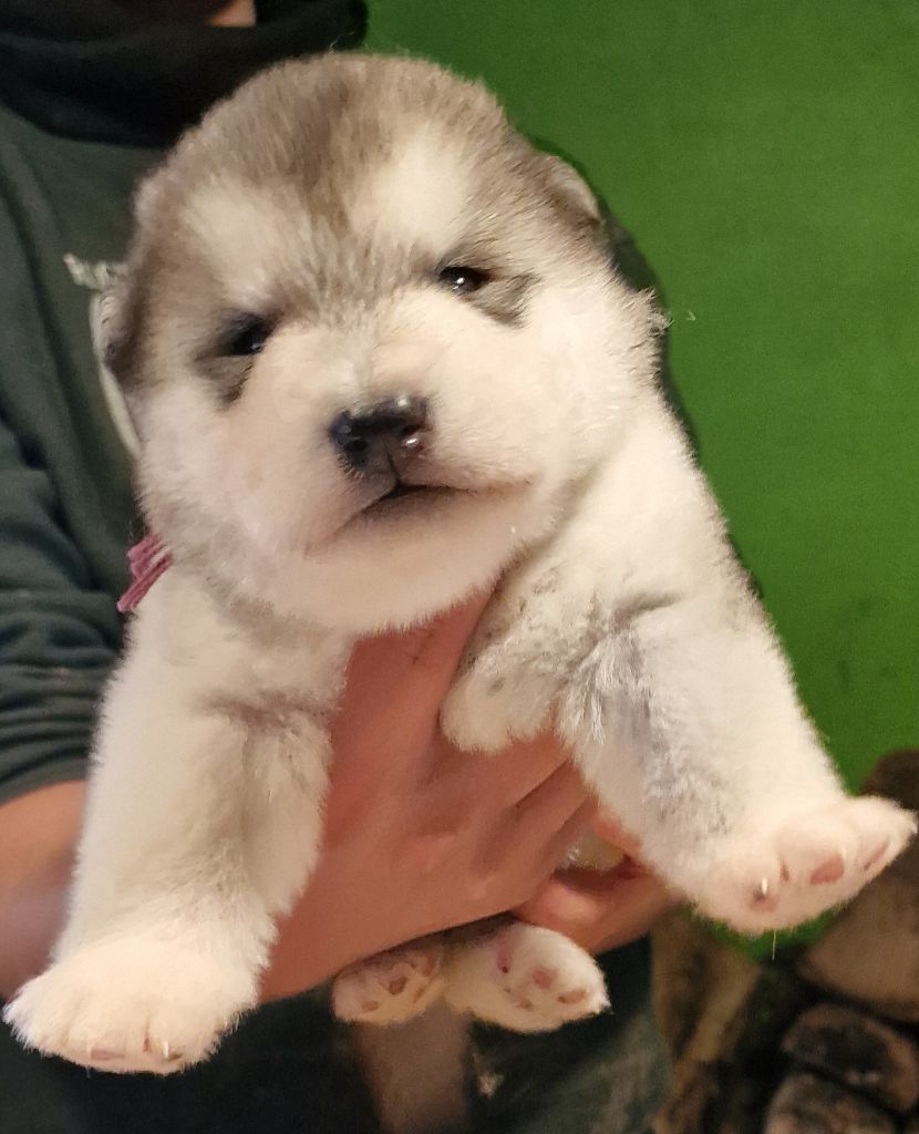 de laouen ki - Chiot disponible  - Alaskan Malamute