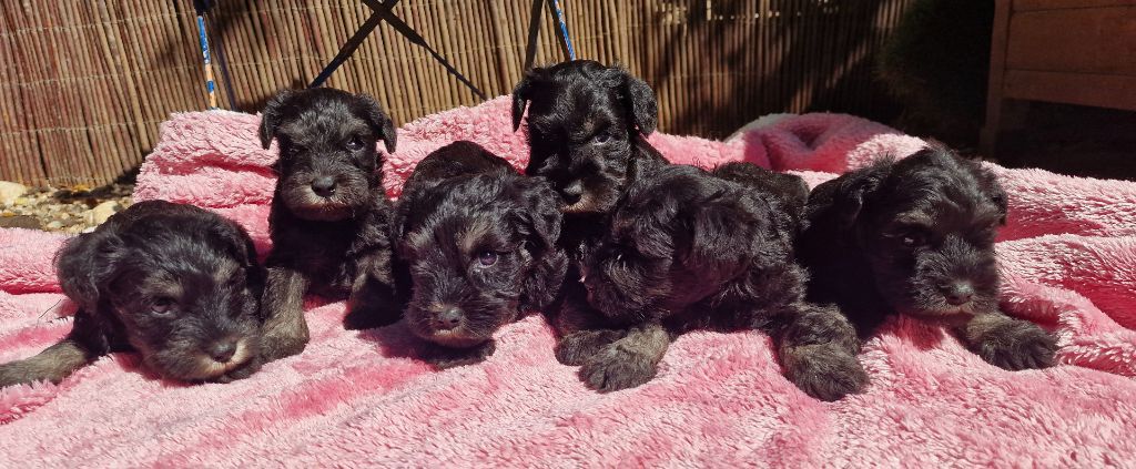 de laouen ki - Chiot disponible  - Schnauzer miniature