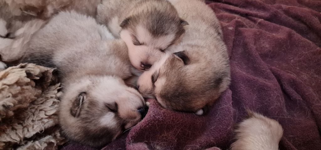 chiot Alaskan Malamute de laouen ki