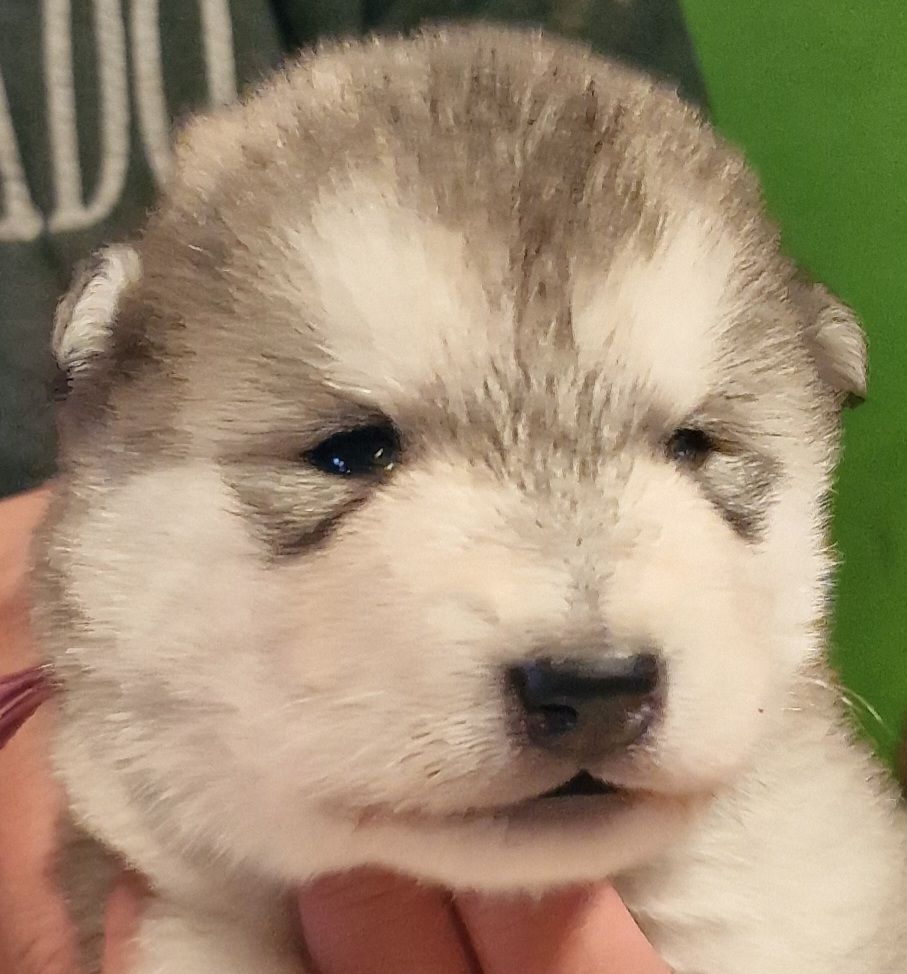 de laouen ki - Chiot disponible  - Alaskan Malamute