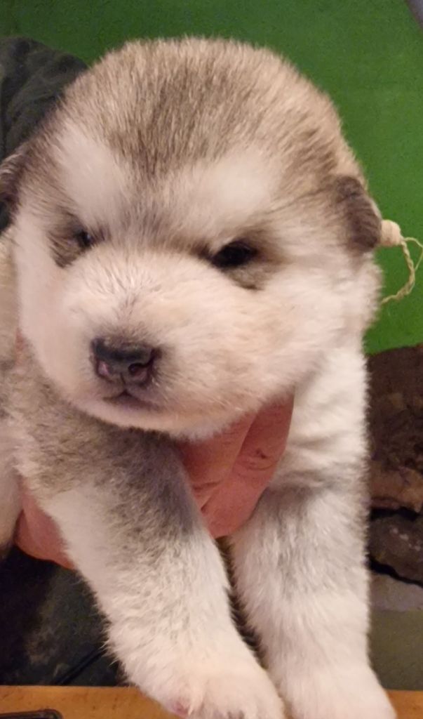 de laouen ki - Chiot disponible  - Alaskan Malamute