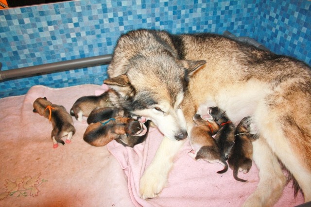 de laouen ki - Alaskan Malamute - Portée née le 30/01/2010