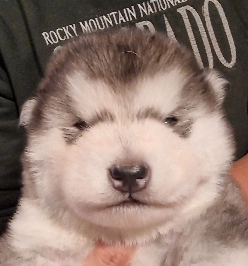 de laouen ki - Chiot disponible  - Alaskan Malamute