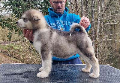 de laouen ki - Alaskan Malamute - Portée née le 17/11/2024