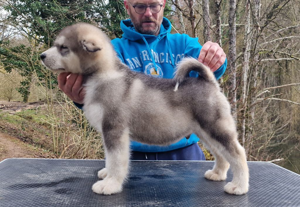 de laouen ki - Chiot disponible  - Alaskan Malamute