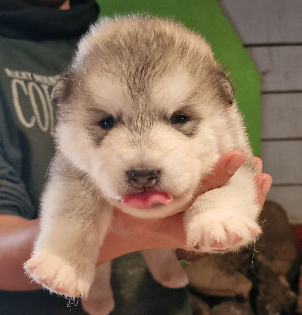 de laouen ki - Chiot disponible  - Alaskan Malamute