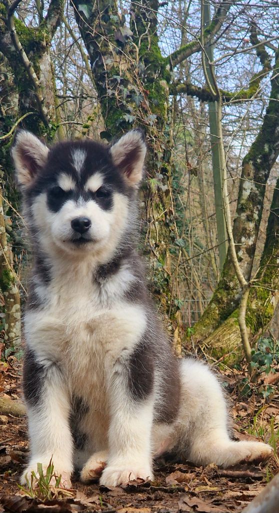 de laouen ki - Chiot disponible  - Alaskan Malamute