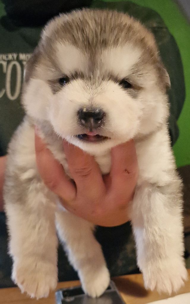 de laouen ki - Chiot disponible  - Alaskan Malamute