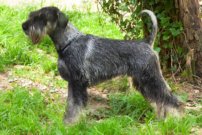 CH. amor di schnauzer Rikk tikki tavi