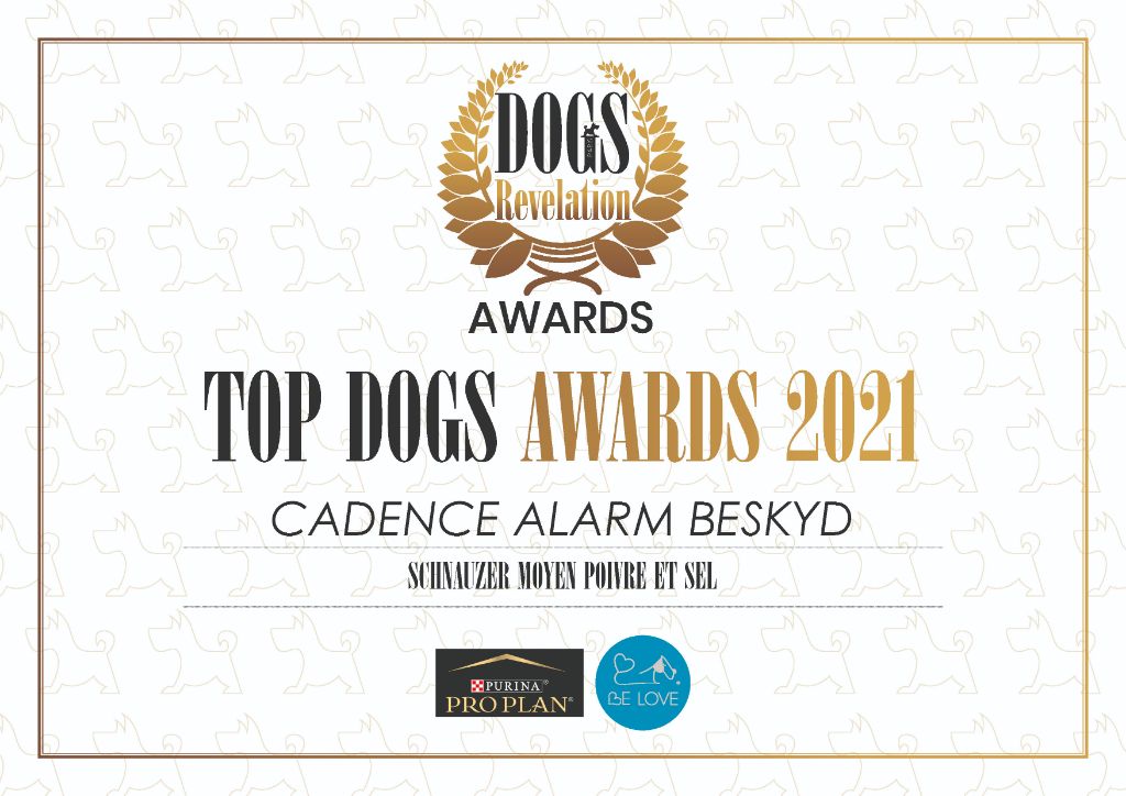 de laouen ki - Top schnauzer moyen poivre et sel, notre Cadence