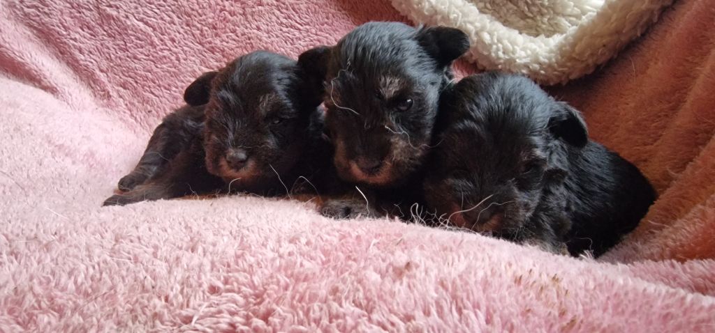 de laouen ki - Chiots disponibles - Schnauzer miniature