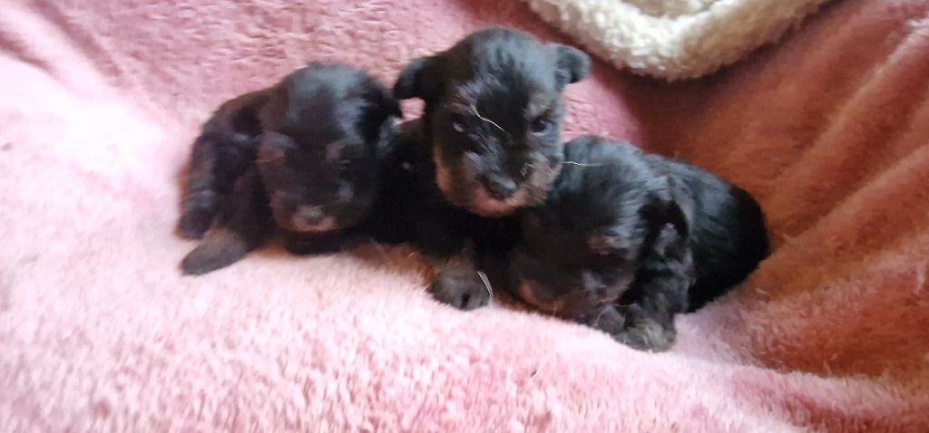 de laouen ki - Chiots disponibles - Schnauzer miniature